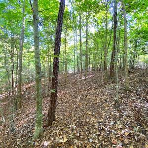 Photo #40 of Off Colonial Trail W, Spring Grove, VA 39.5 acres