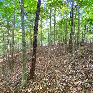Photo #40 of SOLD property in Off Colonial Trail W, Spring Grove, VA 39.5 acres