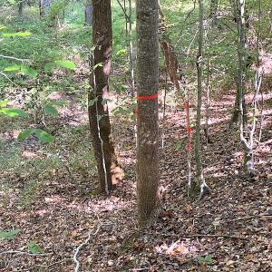 Photo #41 of SOLD property in Off Colonial Trail W, Spring Grove, VA 39.5 acres