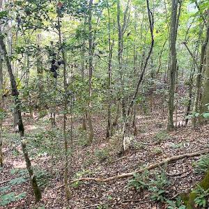 Photo #44 of SOLD property in Off Colonial Trail W, Spring Grove, VA 39.5 acres