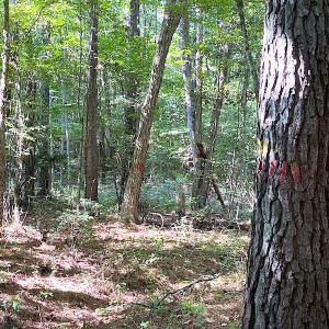 Photo #45 of Off Colonial Trail W, Spring Grove, VA 39.5 acres
