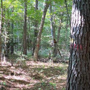 Photo #45 of SOLD property in Off Colonial Trail W, Spring Grove, VA 39.5 acres