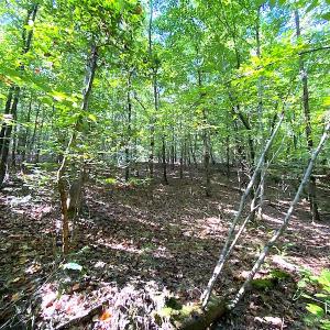 Photo #47 of Off Colonial Trail W, Spring Grove, VA 39.5 acres