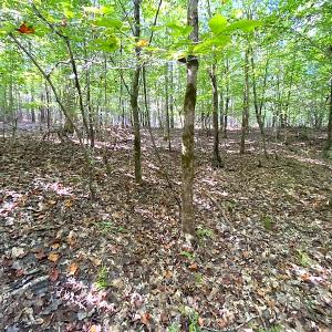 Photo #48 of SOLD property in Off Colonial Trail W, Spring Grove, VA 39.5 acres