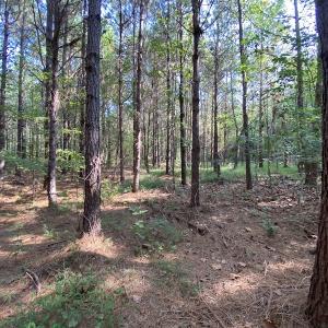 Photo #13 of SOLD property in Off Colonial Trail W, Spring Grove, NC 65.0 acres