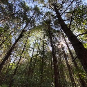 Photo #14 of SOLD property in Off Colonial Trail W, Spring Grove, NC 65.0 acres