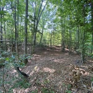 Photo #34 of Off Colonial Trail W, Spring Grove, NC 65.0 acres