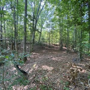 Photo #34 of SOLD property in Off Colonial Trail W, Spring Grove, NC 65.0 acres