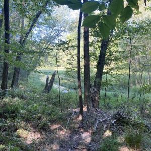Photo #42 of SOLD property in Off Colonial Trail W, Spring Grove, NC 65.0 acres