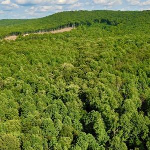 Photo #31 of SOLD property in 524 Lobo Lane, Arrington, VA 64.8 acres