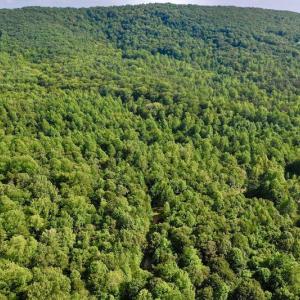 Photo #35 of SOLD property in 524 Lobo Lane, Arrington, VA 64.8 acres