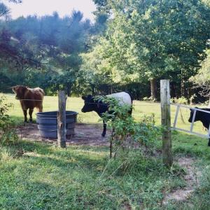 Photo #41 of SOLD property in 524 Lobo Lane, Arrington, VA 64.8 acres