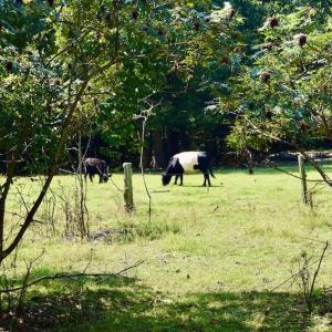 Photo #43 of SOLD property in 524 Lobo Lane, Arrington, VA 64.8 acres