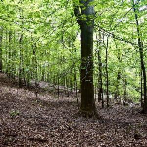 Photo #45 of SOLD property in 524 Lobo Lane, Arrington, VA 64.8 acres