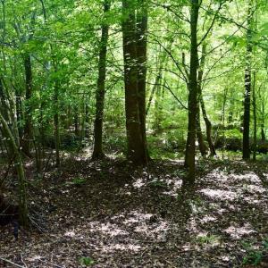 Photo #47 of SOLD property in 524 Lobo Lane, Arrington, VA 64.8 acres