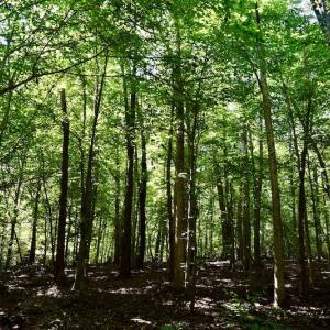 Photo #50 of SOLD property in 524 Lobo Lane, Arrington, VA 64.8 acres