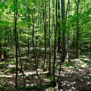 Photo #51 of SOLD property in 524 Lobo Lane, Arrington, VA 64.8 acres