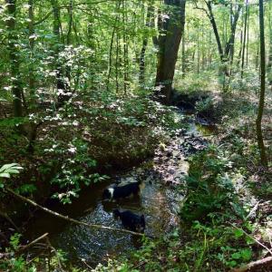 Photo #52 of SOLD property in 524 Lobo Lane, Arrington, VA 64.8 acres