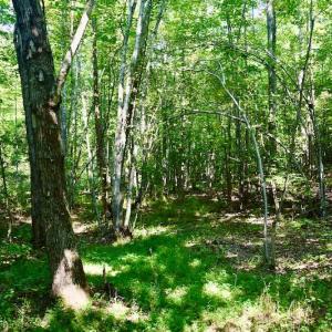 Photo #53 of SOLD property in 524 Lobo Lane, Arrington, VA 64.8 acres