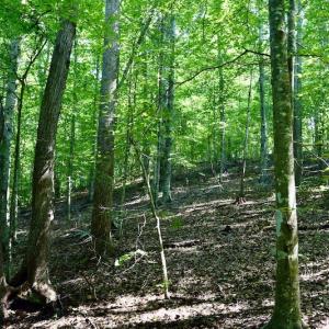 Photo #56 of SOLD property in 524 Lobo Lane, Arrington, VA 64.8 acres