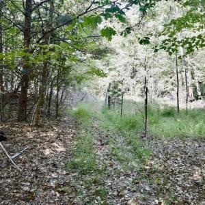 Photo #60 of SOLD property in 524 Lobo Lane, Arrington, VA 64.8 acres