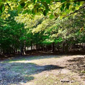 Photo #62 of SOLD property in 524 Lobo Lane, Arrington, VA 64.8 acres