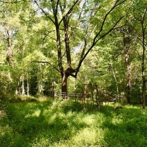 Photo #63 of SOLD property in 524 Lobo Lane, Arrington, VA 64.8 acres