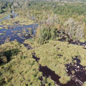 Photo #5 of SOLD property in 5161 Long Branch Swamp Road, Green Sea, SC 148.0 acres