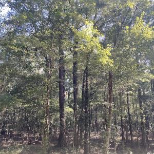 Photo #11 of SOLD property in 5161 Long Branch Swamp Road, Green Sea, SC 148.0 acres