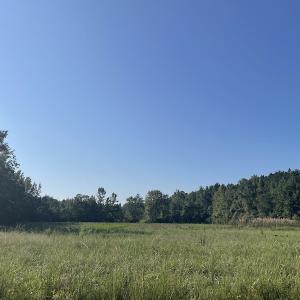 Photo #10 of SOLD property in 5161 Long Branch Swamp Road, Green Sea, SC 148.0 acres