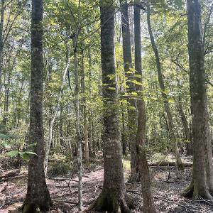 Photo #12 of SOLD property in 5161 Long Branch Swamp Road, Green Sea, SC 148.0 acres