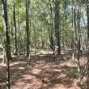 Photo #13 of 5161 Long Branch Swamp Road, Green Sea, SC 148.0 acres