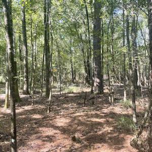 Photo #13 of SOLD property in 5161 Long Branch Swamp Road, Green Sea, SC 148.0 acres