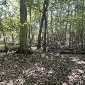 Photo #14 of SOLD property in 5161 Long Branch Swamp Road, Green Sea, SC 148.0 acres