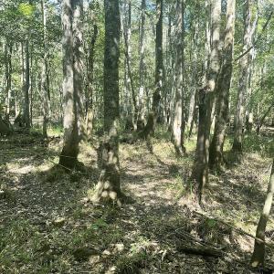 Photo #15 of SOLD property in 5161 Long Branch Swamp Road, Green Sea, SC 148.0 acres