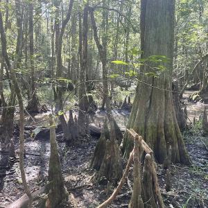 Photo #16 of 5161 Long Branch Swamp Road, Green Sea, SC 148.0 acres