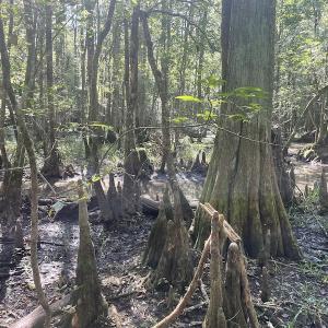 Photo #16 of SOLD property in 5161 Long Branch Swamp Road, Green Sea, SC 148.0 acres