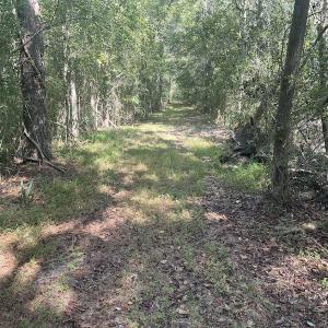 Photo #17 of SOLD property in 5161 Long Branch Swamp Road, Green Sea, SC 148.0 acres