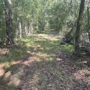 Photo #17 of 5161 Long Branch Swamp Road, Green Sea, SC 148.0 acres