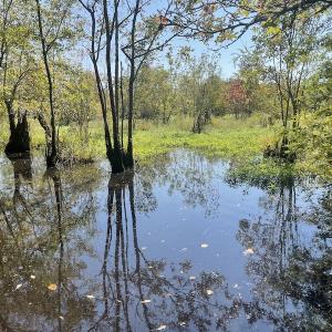 Photo #19 of SOLD property in 5161 Long Branch Swamp Road, Green Sea, SC 148.0 acres