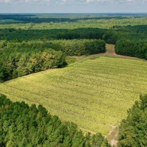 Photo #2 of SOLD property in Off Peter Stallings Road, Macon, NC 187.0 acres