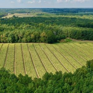 Photo #3 of SOLD property in Off Peter Stallings Road, Macon, NC 187.0 acres