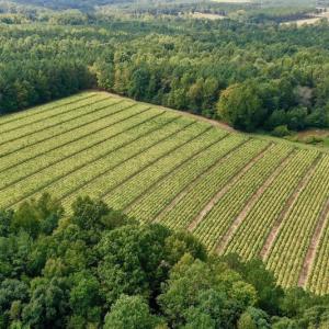 Photo #4 of SOLD property in Off Peter Stallings Road, Macon, NC 187.0 acres