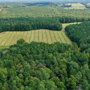 Photo #10 of SOLD property in Off Peter Stallings Road, Macon, NC 187.0 acres
