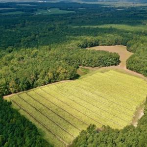 Photo #14 of SOLD property in Off Peter Stallings Road, Macon, NC 187.0 acres
