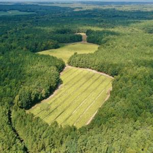 Photo #16 of SOLD property in Off Peter Stallings Road, Macon, NC 187.0 acres