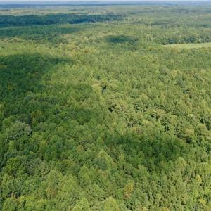 Photo #17 of SOLD property in Off Peter Stallings Road, Macon, NC 187.0 acres
