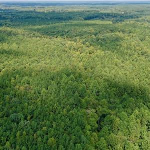 Photo #18 of SOLD property in Off Peter Stallings Road, Macon, NC 187.0 acres