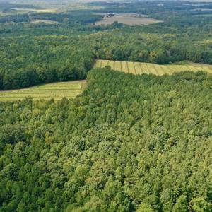 Photo #19 of SOLD property in Off Peter Stallings Road, Macon, NC 187.0 acres