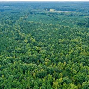 Photo #20 of SOLD property in Off Peter Stallings Road, Macon, NC 187.0 acres